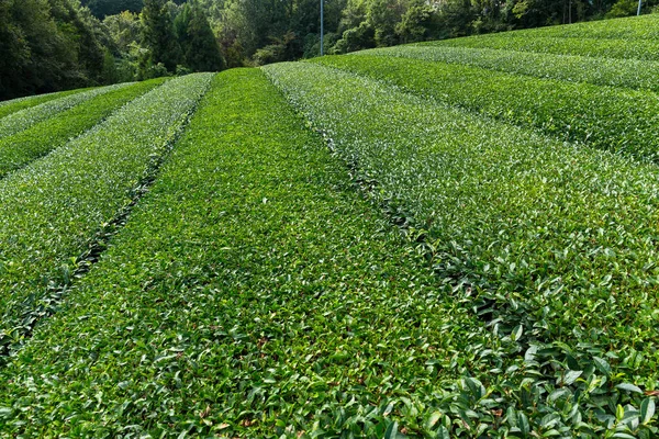 ฟาร์มชาเขียวสด — ภาพถ่ายสต็อก