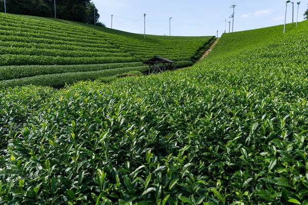 Herbata Plantation na highland — Zdjęcie stockowe