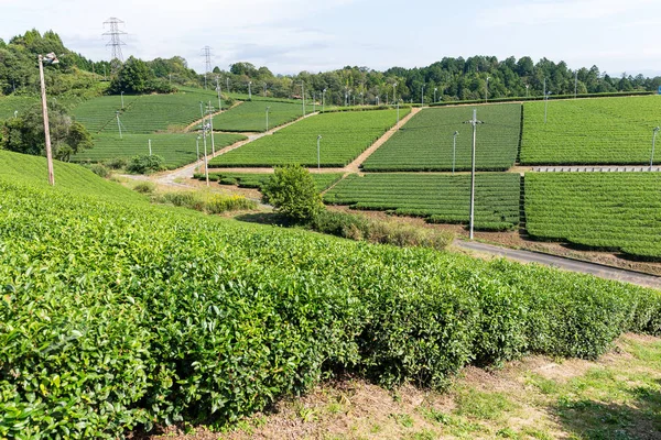 Green Tea plantation — Stock Photo, Image