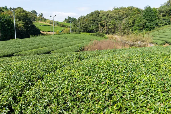 Hermosa plantación de árboles de té —  Fotos de Stock