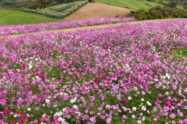 Cosmos çiçek alanı 