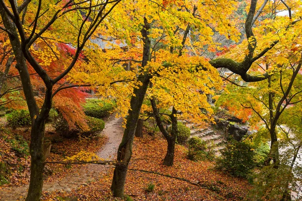 Aceri nella stagione autunnale — Foto Stock