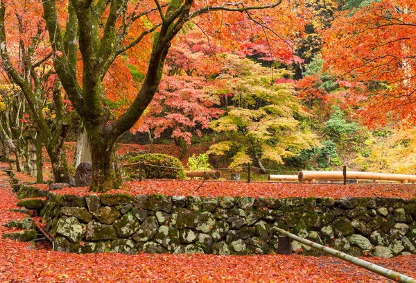 メープルの木が日本のお寺 — ストック写真