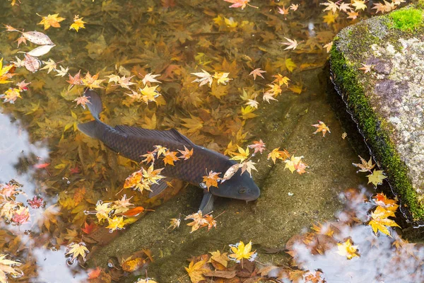 Peces koi en estanque con hojas de arce —  Fotos de Stock