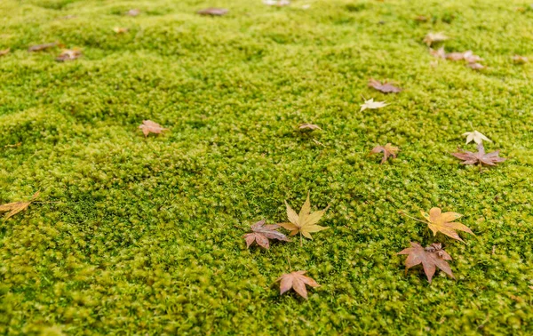 Akçaağaç yaprakları yeşil yosun — Stok fotoğraf