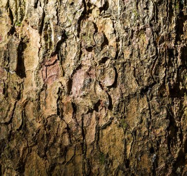 Ağaç kabuğu dokusu