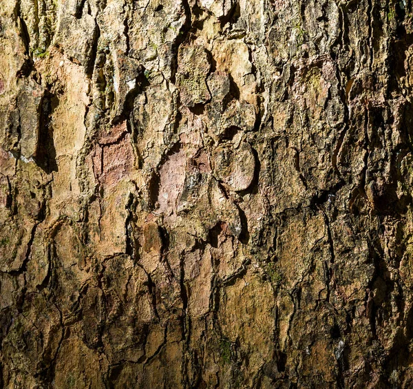 Tree bark texture — Stock Photo, Image