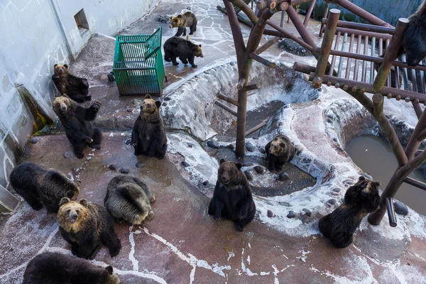 Beruang cokelat Jepang di kebun binatang — Stok Foto