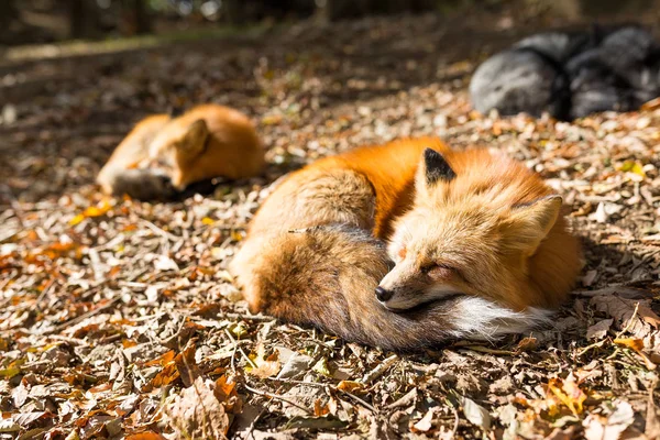 地面に横たわって眠っているキツネ — ストック写真