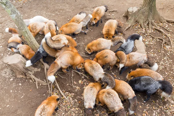 Volpi che mangiano insieme — Foto Stock
