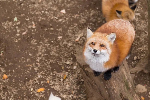 Cute Fox mirando hacia arriba —  Fotos de Stock