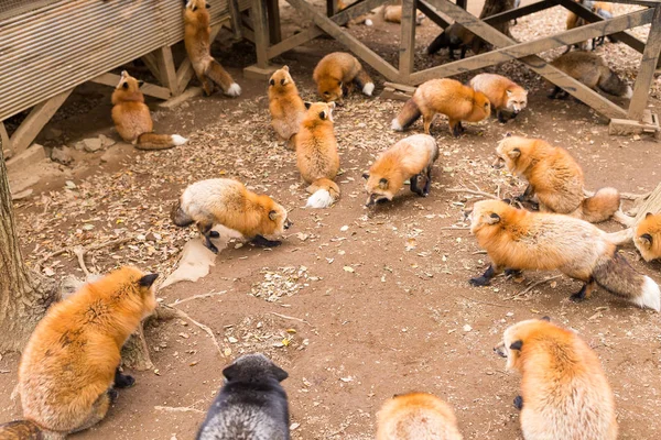 Foxes eating outdoor — Stock Photo, Image