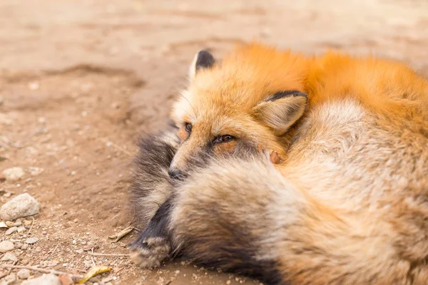 Χαριτωμένο αλεπού στον ύπνο — Φωτογραφία Αρχείου