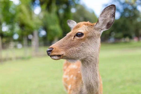 放牧草地で野生の鹿 — ストック写真