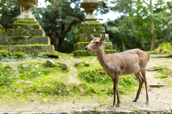 Vilda hjortar på japanska temple — Stockfoto