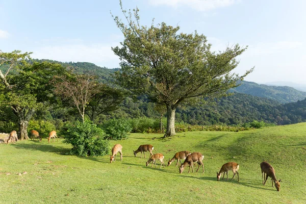 Ciervos comiendo hierba juntos en la montaña — Foto de Stock