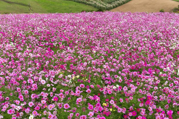 Cosmos çiçek alanı — Stok fotoğraf