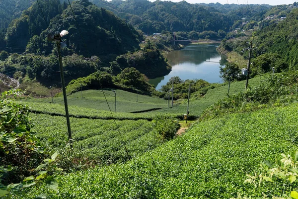 Plantación de té en la cima de la montaña — Foto de Stock
