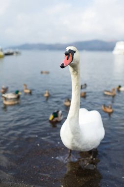 Göl su ile ördek, kuğu