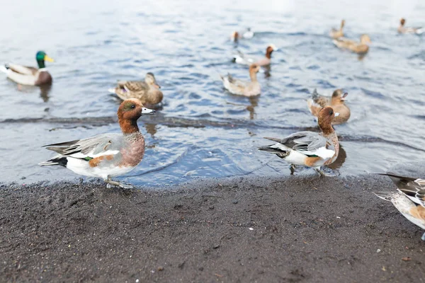 Nutrire le anatre nell'acqua del lago — Foto Stock