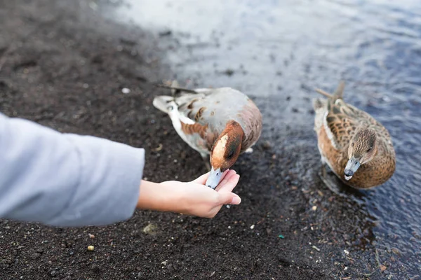 Mulher alimentando patos no lado do lago — Fotografia de Stock