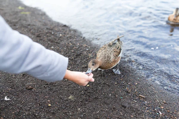 女人在湖边喂鸭 — 图库照片