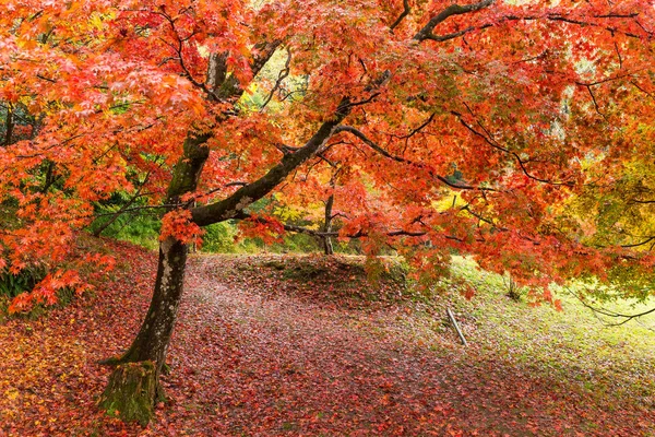 Aceri nella stagione autunnale — Foto Stock