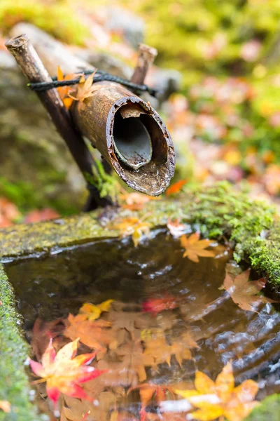 물 대나무 재단 — 스톡 사진