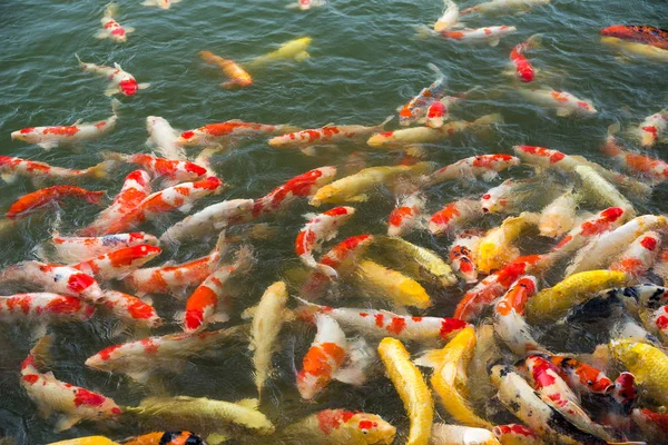 Koi-Fische im Teich — Stockfoto