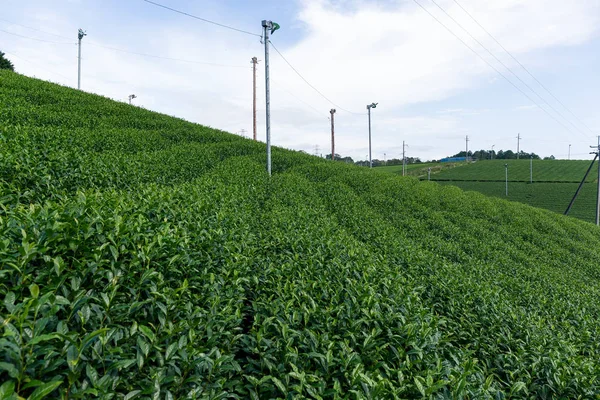 Čajové plantáže na farmě — Stock fotografie