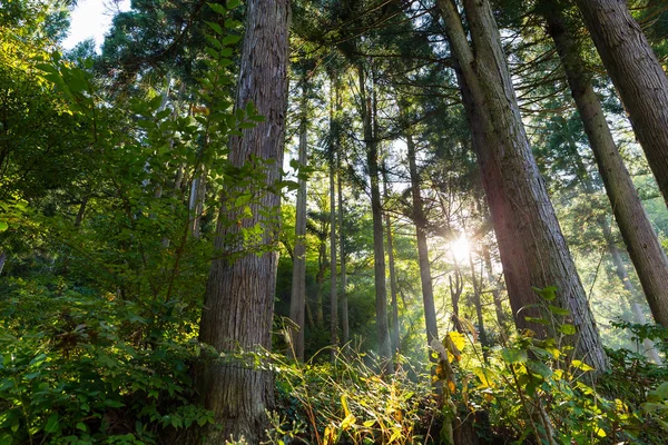 Floresta verde com luz solar — Fotografia de Stock