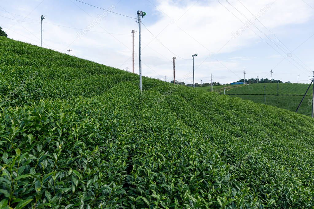 Tea Plantation on farm