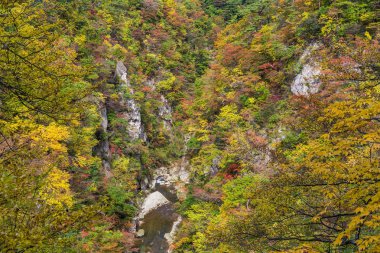 Sonbahar yaprakları ile değil Kanyon