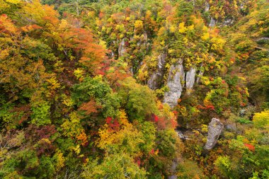 Japonya'da sonbahar yaprakları ile değil Kanyon