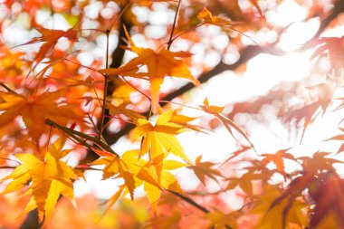 Akçaağaç Sonbahar sezonu