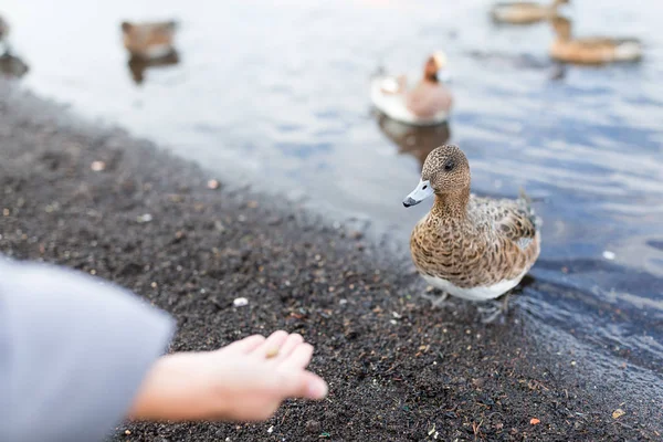 Kvinna som matar ankor på sjösidan — Stockfoto