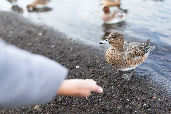 Femme nourrissant des canards au bord du lac — Photo