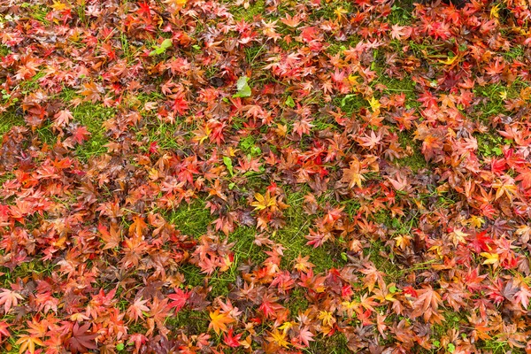 Podzimní Javorové listy na zem — Stock fotografie