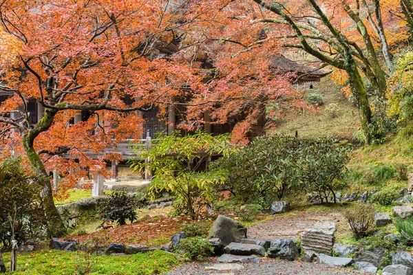 Árvores de bordo no jardim japonês — Fotografia de Stock