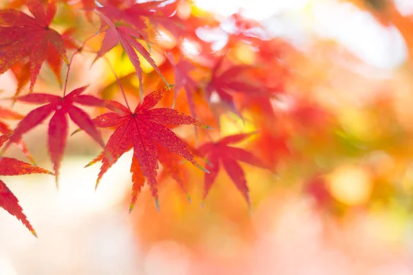 Red maple trees in autumn — Stock Photo, Image