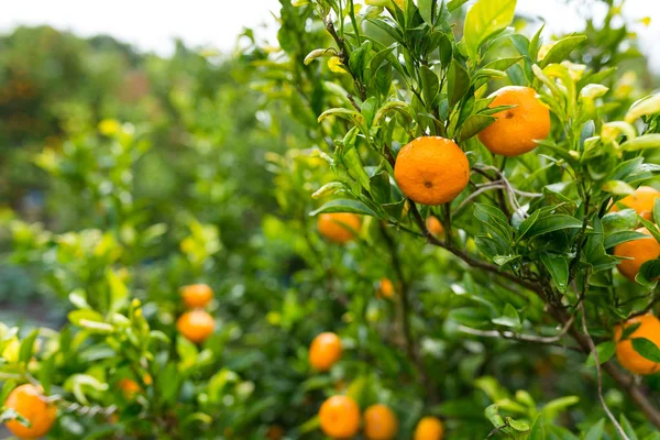 Persimmon trees in beautiful garden — Stock Photo, Image