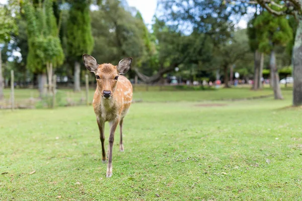 Милий олень у Nara парк — стокове фото