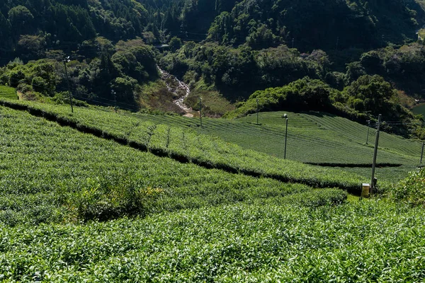 Campo de chá fresco verde — Fotografia de Stock