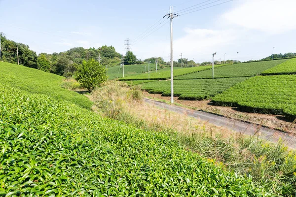yeşil çay saç ekimi