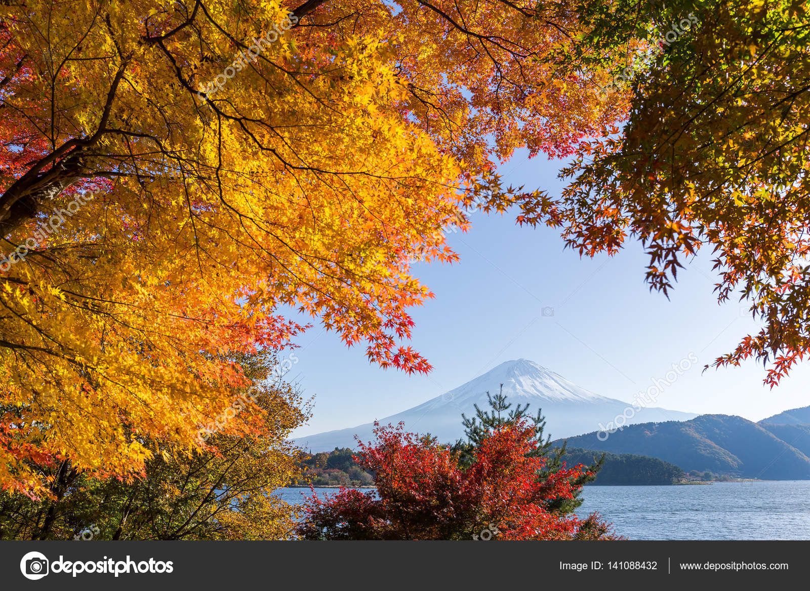 秋の富士山とメープルの木 ストック写真 C Leungchopan