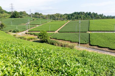 Yeşil çay tarlası