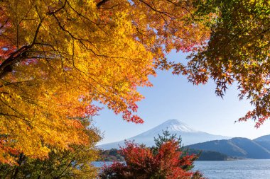 Fujisan ve maple ağaçlar Güz