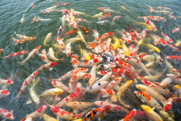 Σίτιση Koi ψάρια στη λίμνη — Φωτογραφία Αρχείου