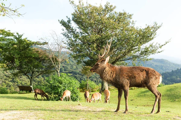 Ciervos en Nara Park — Foto de Stock