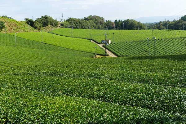 Zielone herbaty prosto z farmy — Zdjęcie stockowe